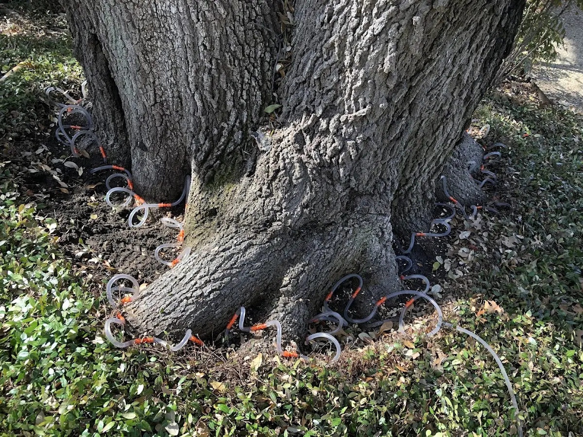 Detailed Tree Cabling and Bracing job site in Buffalo Center