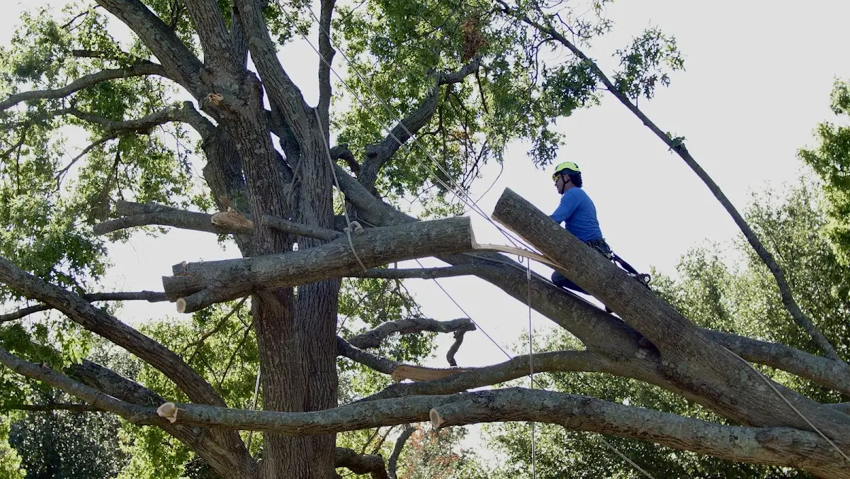 Professional Hazardous Tree Removal performed by certified arborists in Buffalo Center